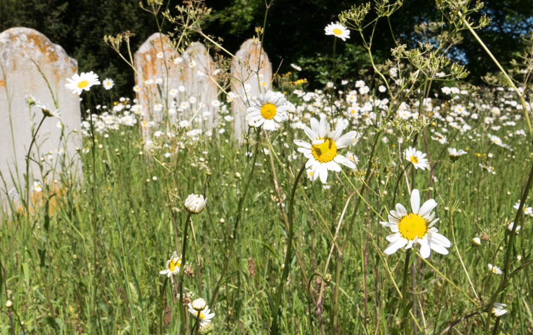 Praise for Coddenham Churchyard