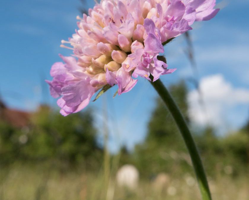 The New Management Report for Our Green Spaces – Get Involved.