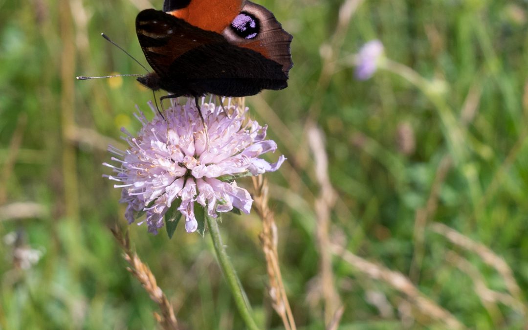 From the Rectory – A Woodland Journey