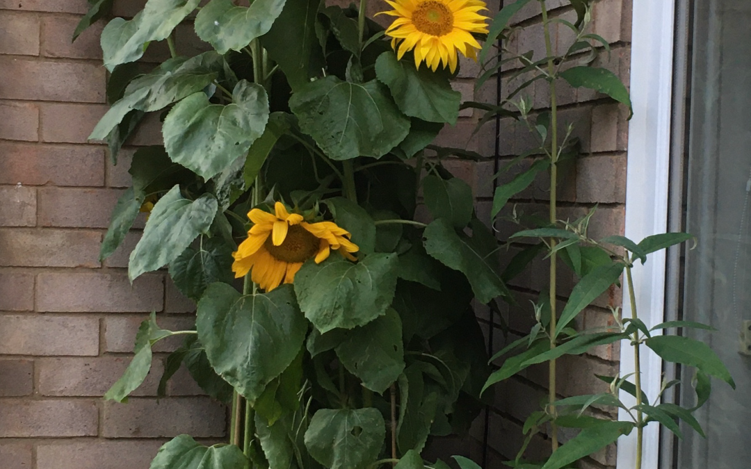 Sunflowers – From the Rectory