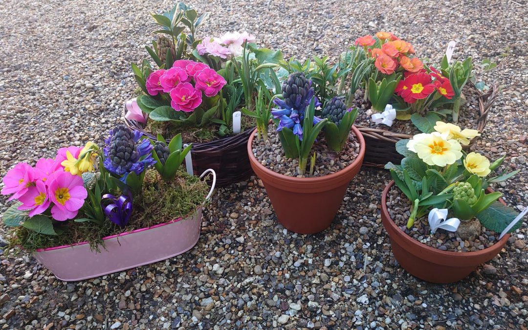 Floral Gifts for Mother’s Day at Coddenham Community Shop