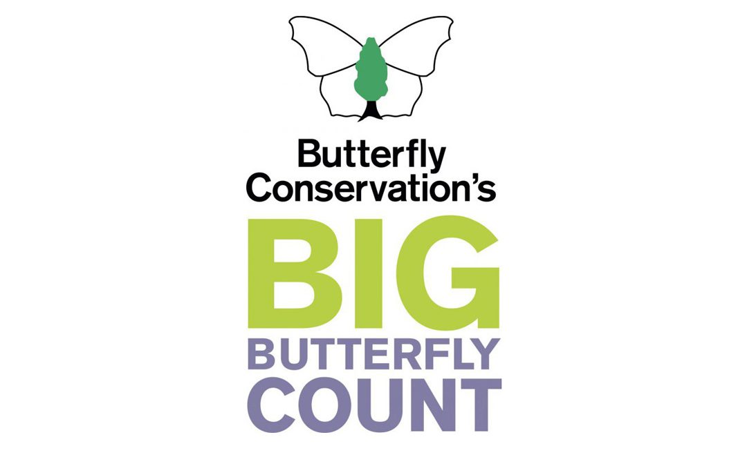 The Big Butterfly Count is ON in Coddenham