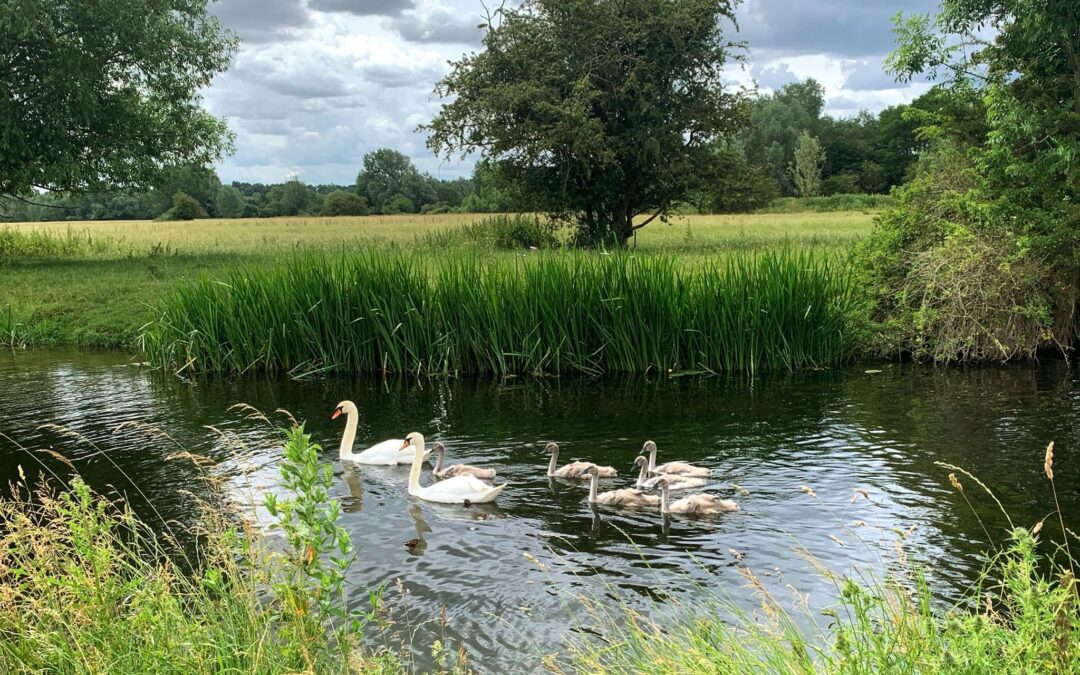 Bring out your inner Darcy Bussell….